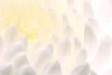 Dahlia, White, Flower, Petals, Canvas, gallery wrapped, wall decor, wall art