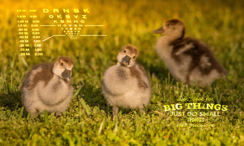 ducklings, art, office, canvas, metal, snellen, cute, office art