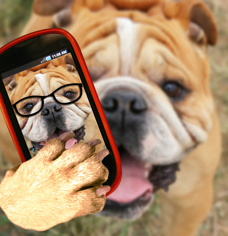 dog selfie, doggy, doggy selfie,     Wall Art     waiting room     selfie     Optometry     Optometrist     Opthalmology     Ophthalmology     Ophthalmologist     Office     metal     Glasses     frames     dog     cute     Canvas     bulldog     art