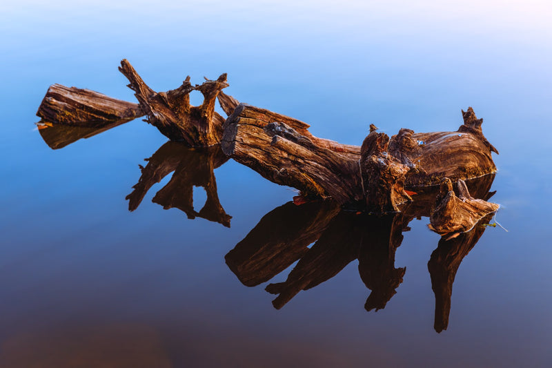 Curvy Tree in a Water Mirror