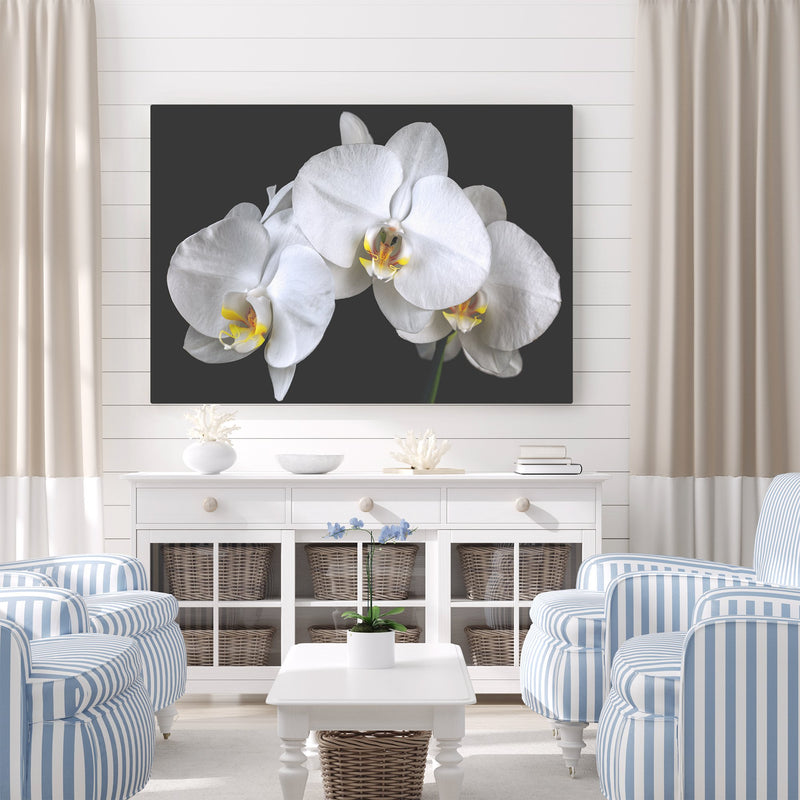 White Orchids Caught in Timeless Shadow on Rich Black