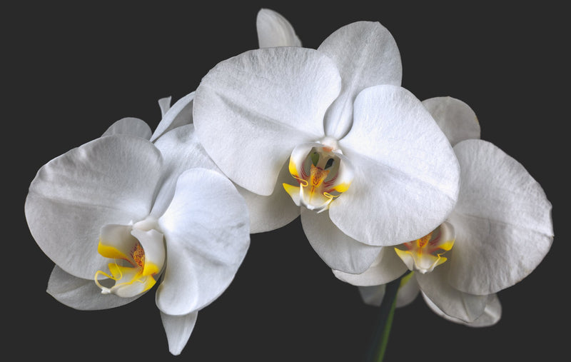 White Orchids Caught in Timeless Shadow on Rich Black