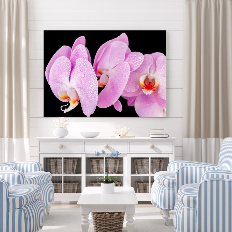 Lovely Orchids in the Rain