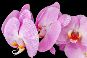 Lovely Orchids in the Rain
