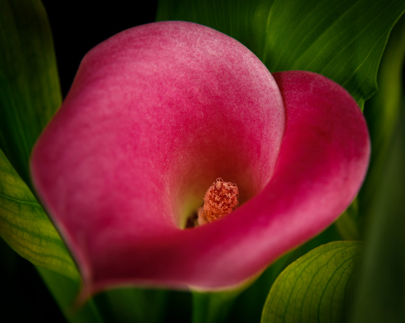 I Heart a Calla Lily
