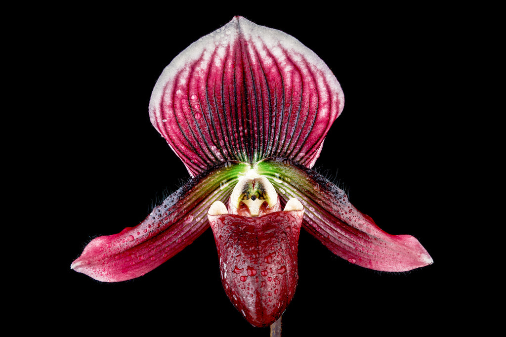 Lady Slipper Orchid Paphiopedilum Hsinying, Uncommonly Amazing