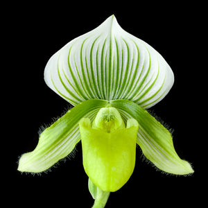 Spring Green - Green Tea - Angel Orchid - Paphiopedilum Lawrenceanum Hyeanum Orchid