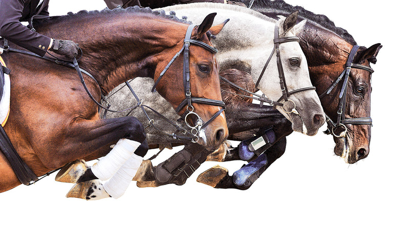 Horse Jump Trio on White