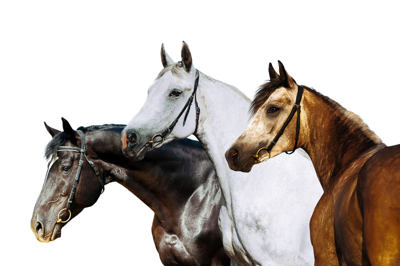 Three Horses Profile on White