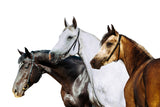 Three Horses Profile on White