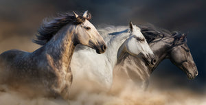 Horses Running in the Wind