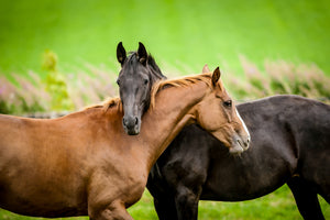 Horse Hugs in a Meadow