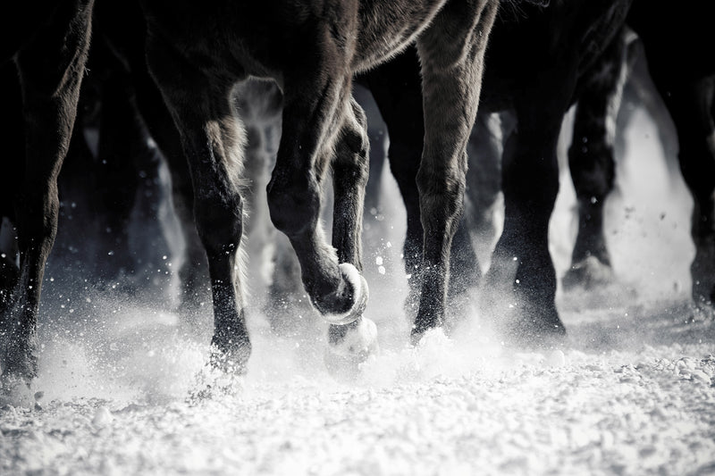 Snowy Stampede