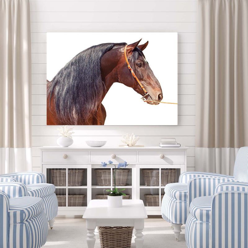 Lovely Horse with Long Mane