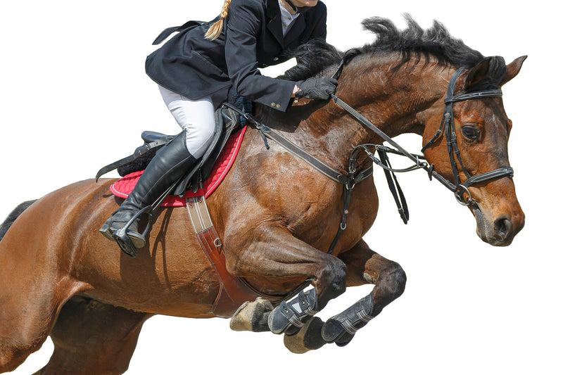 Horse Jumper from Right