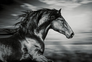 Black Horse Running in the Wind
