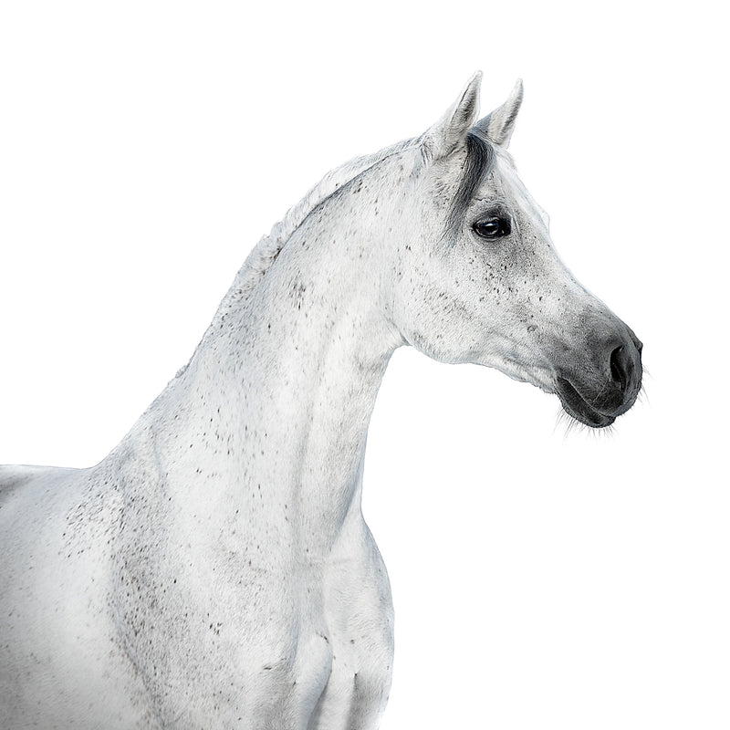 White Horse Profile on White