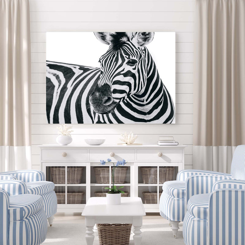 Zebra on White