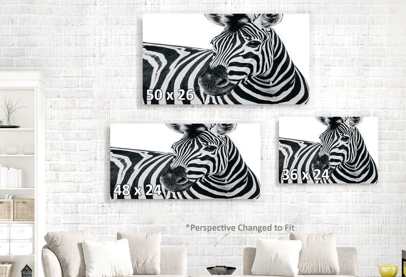 Zebra on White