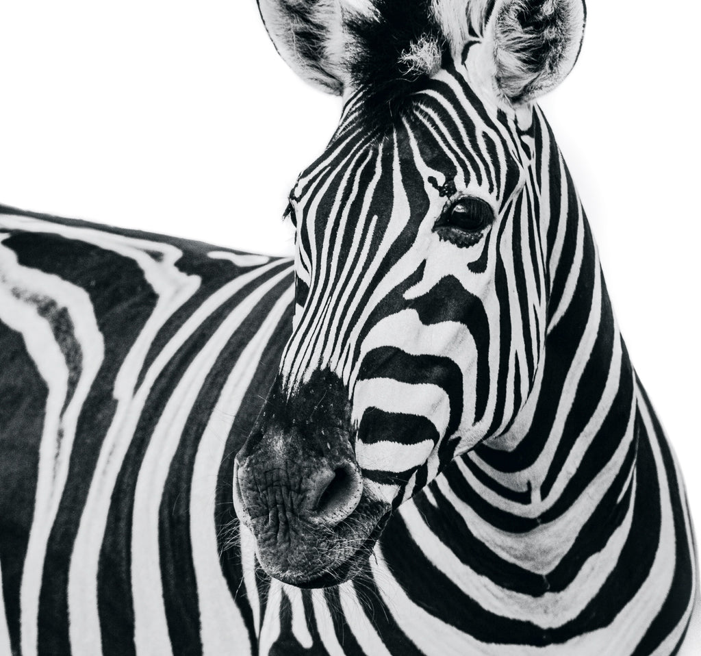 Zebra on White