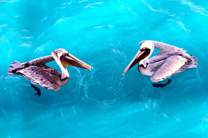 Pelican Couple