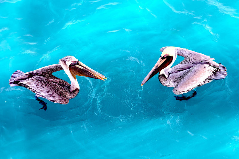 Pelican Couple