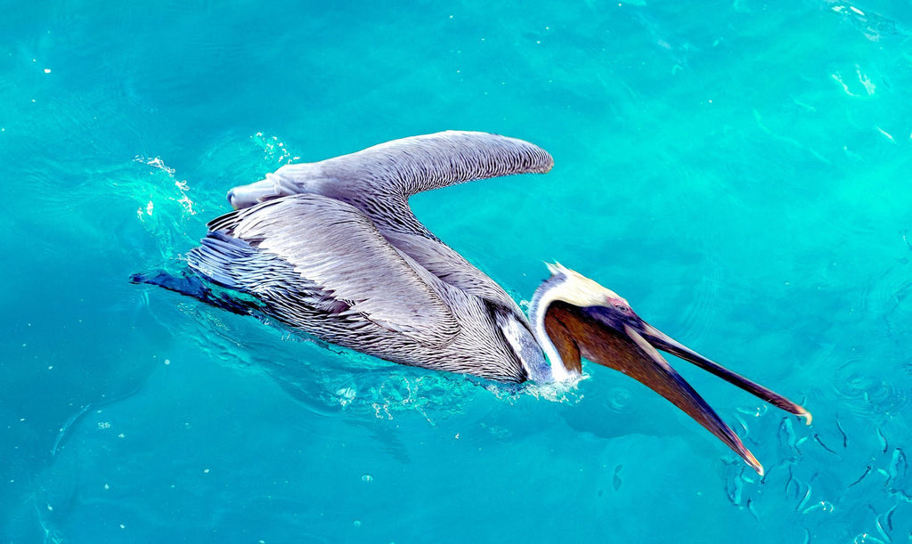 pelican, lunch, sushi, blue water, in motion