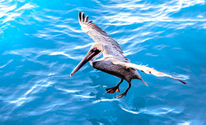 Pelican in flight, pelican, landing