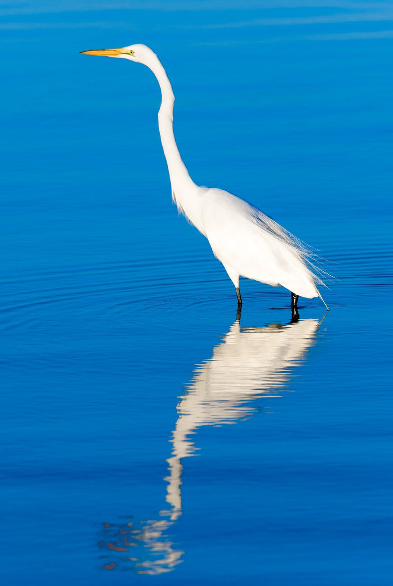 No Regret Great Egret in Blue Water