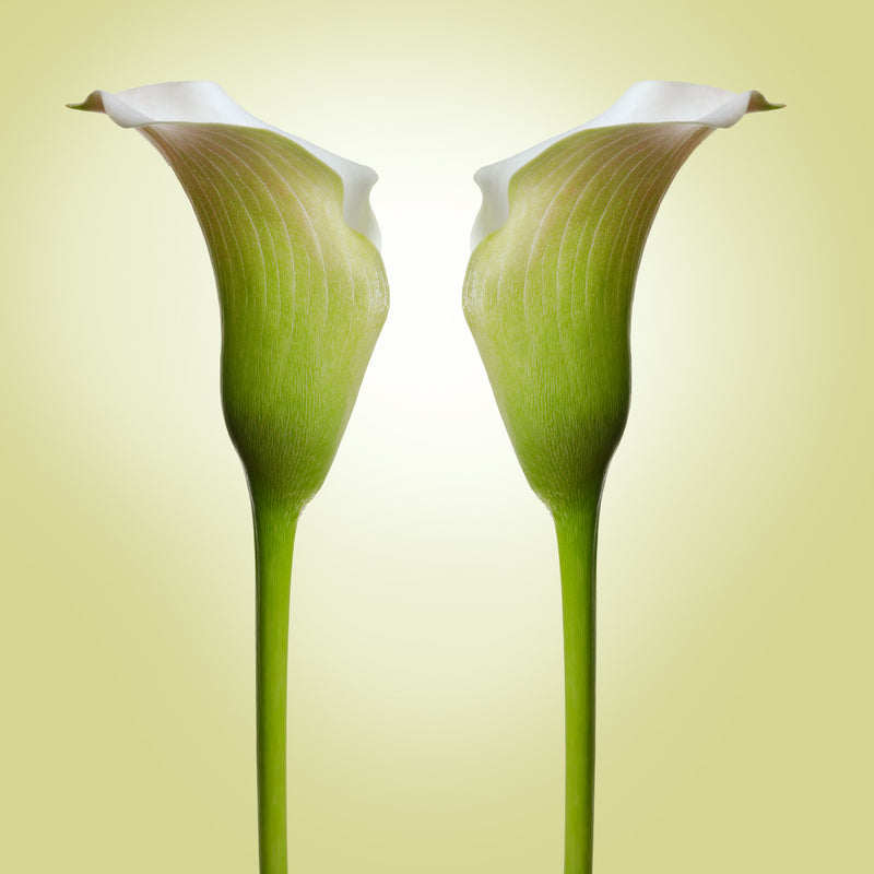 Calla Lillie's Perfect Pair