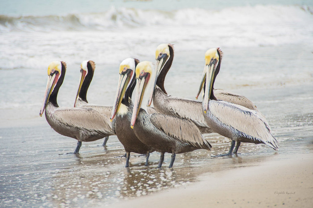 Peering Pelicans