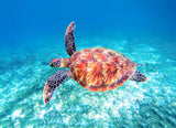 Underwater, Turtle, Colorful, Sea Turtle, Canvas, gallery wrapped, wall decor, wall art, coastal, beach themed, ocean